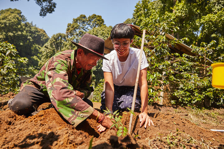 Plantation arbre producteur