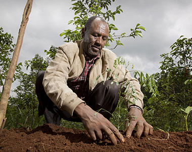 Agroforesterie Vignette