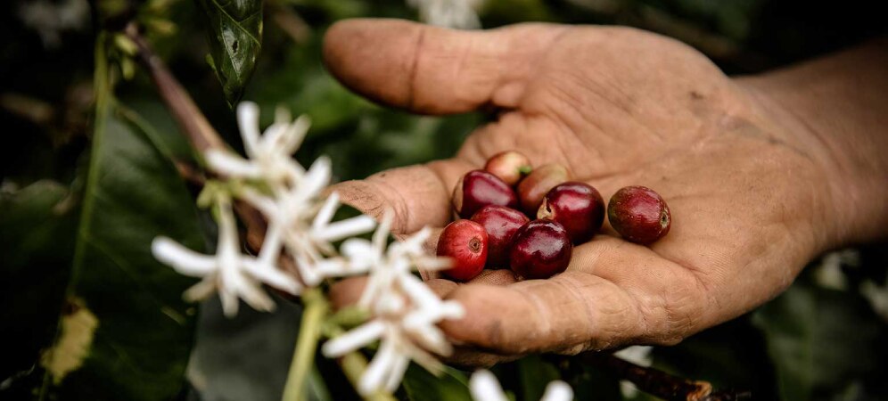 Colombian-coffee-beans