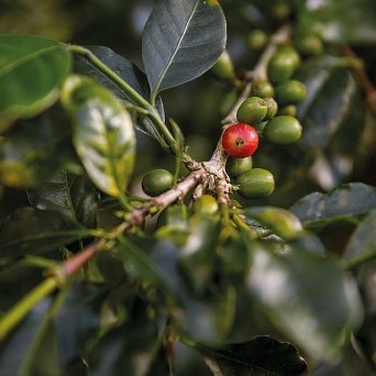 6 Fascinating Facts About Coffee Harvesting