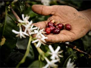 ethiopiaanse koffie
