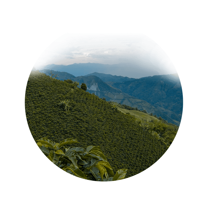 Landschaftsbild eines Kaffeeanbaugebiets
