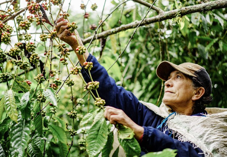 Mexican Coffee Beans