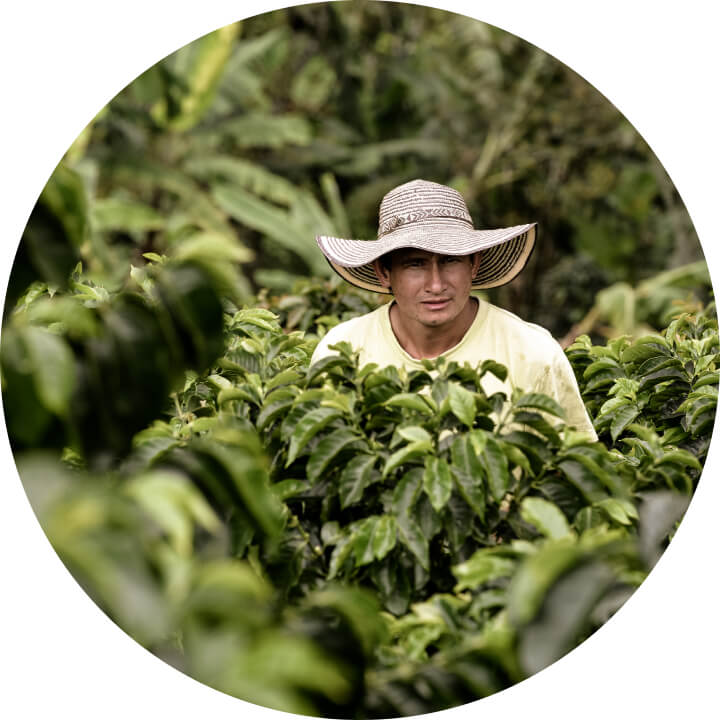 Een koffieboer die koffiebonen oogst