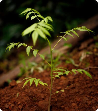 Plant de café
