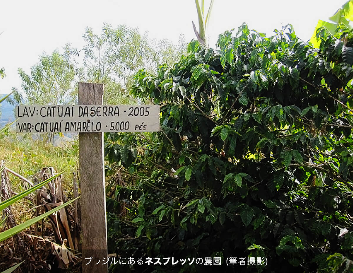 ブラジルにあるネスプレッソの農園 (筆者撮影)