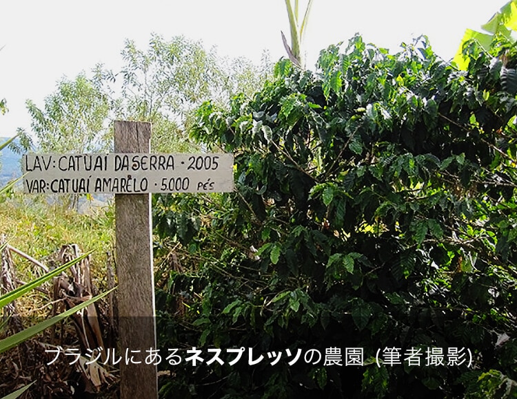 ブラジルにあるネスプレッソの農園 (筆者撮影)